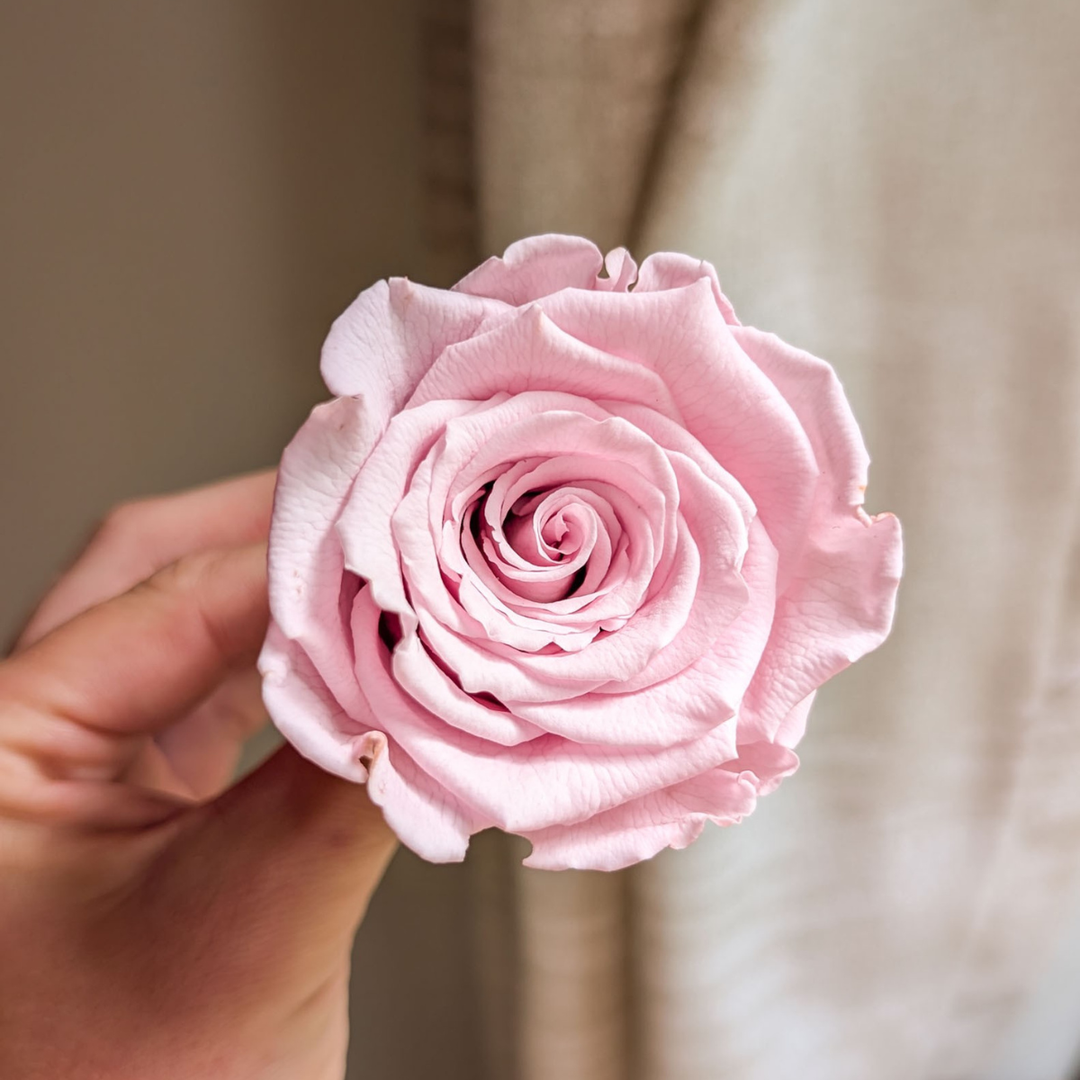 Rose éternelle rose pâle pour supplément d’arrangement floral personnalisé Créations Odrey